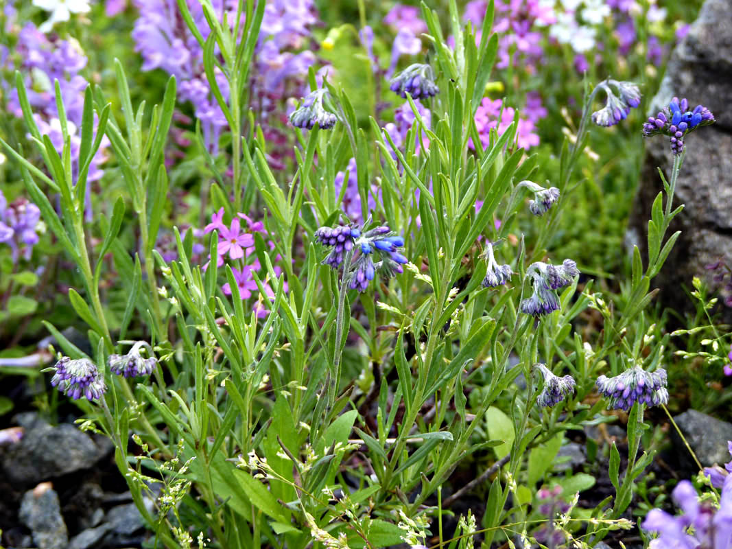 Molkia petraea photo